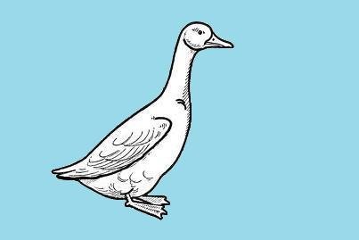 Goose